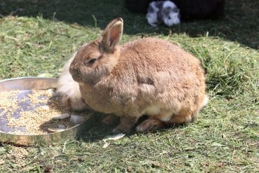 Kaninchen - Hase - Meerschwein