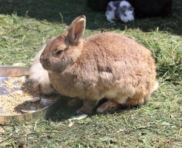 Kaninchen - Hase - Meerschwein