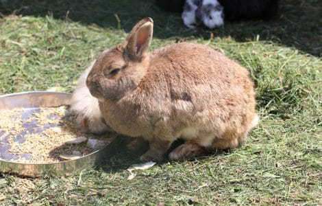 Kaninchen - Hase - Meerschwein