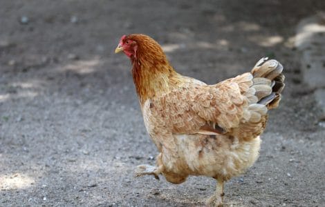 Huhn