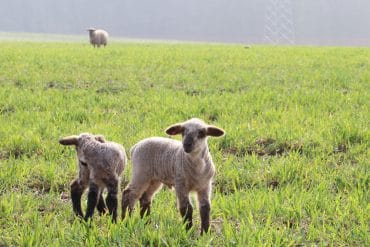 Schafe halten