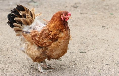 Huhn Hühnerkrankheiten