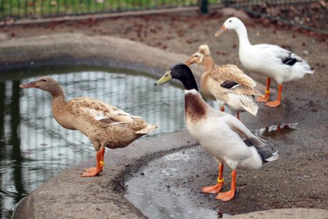 Entenhaltung für Anfänger - so halten Sie Enten, Laufenten   Flugenten richtig - Selbstversorger.de