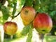 Apfel