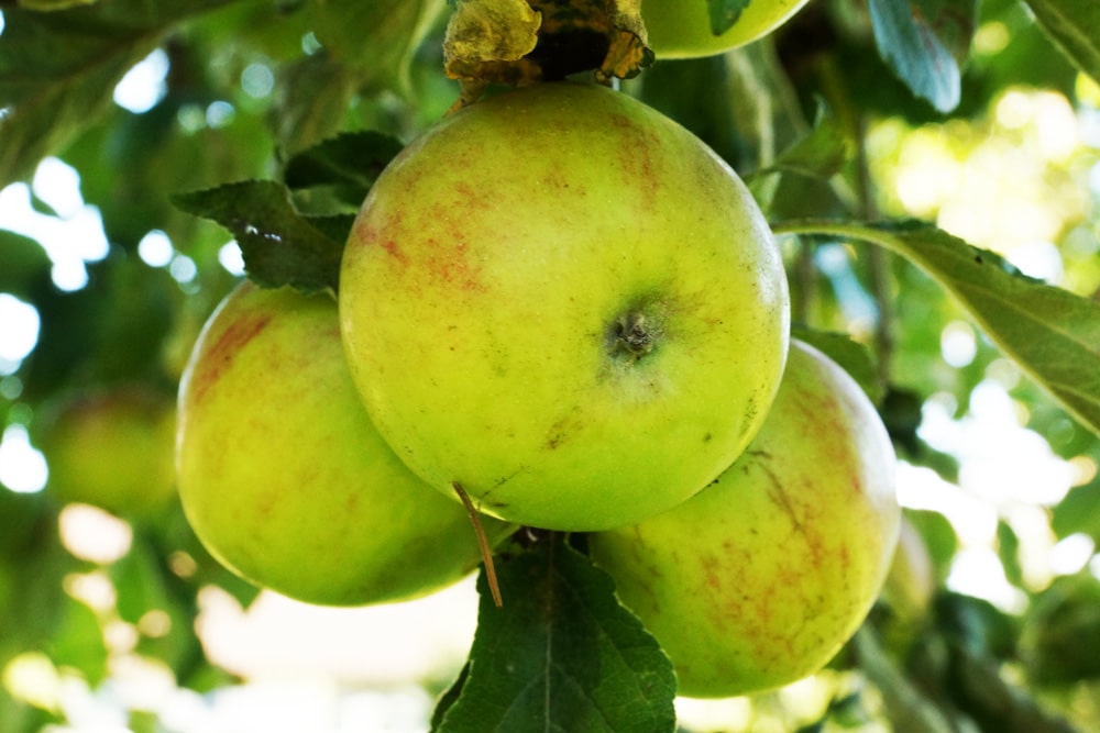 Apfelsaft selber machen Anleitung zum Herstellen in 5 Schritten