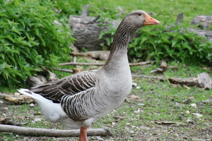 Wie Schwer Muss Eine Gans Für 4 Personen Sein Gänsehaltung - Hausgans/Pommerngänse im Garten - Infos zur Haltung