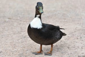 Entenrassen mit Bild - die besten Hausenten für Selbstversorger