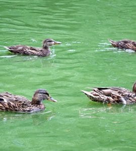 Entenhaltung - Enten