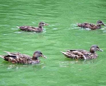 Entenhaltung - Enten