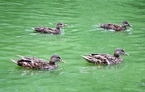 Entenhaltung - Enten