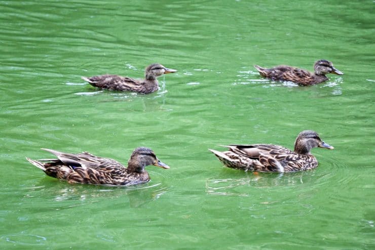 Entenhaltung - Enten