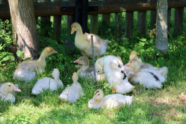 Entenaufzucht/Enten selber züchten - so ziehen Sie Entenküken auf - Selbstversorger.de