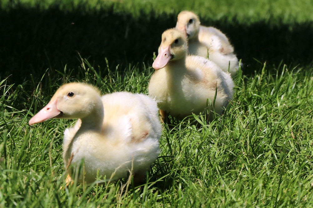 Entenaufzucht Enten Selber Z chten So Ziehen Sie Entenk ken Auf 