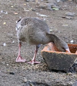 Graugans beim fressen