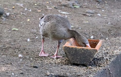 Graugans beim fressen