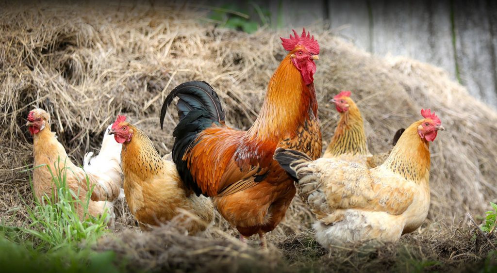 hühner im garten halten erlaubt