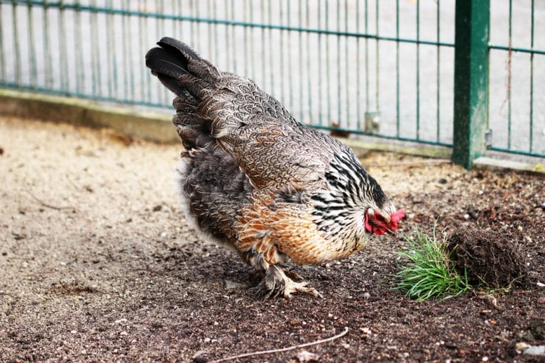 Was dürfen Hühner nicht fressen? Futter