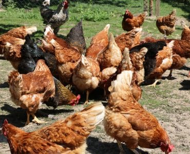 Hühner ideales Hühnerfutter