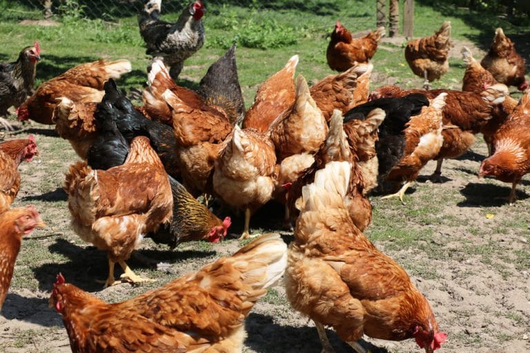 Hühnerfutter Hühner richtig füttern von AZ Was fressen Küken