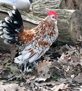 Bantam Huhn