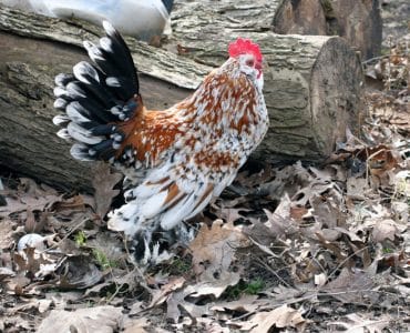 Bantam Huhn