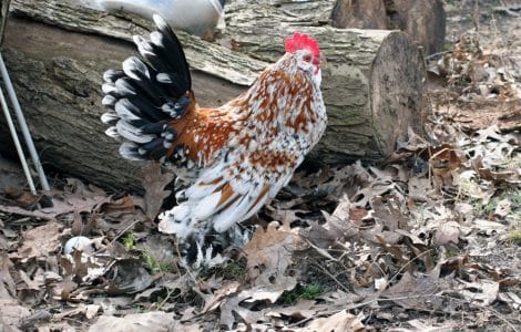 Bantam Huhn