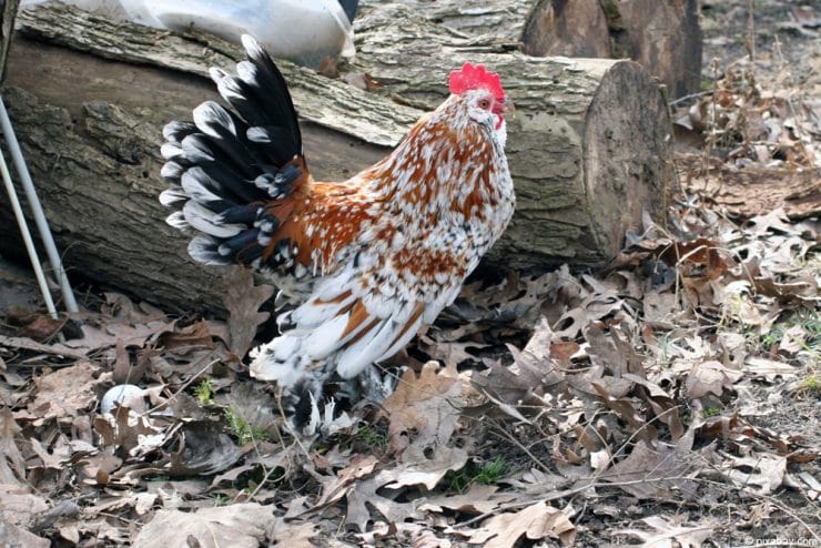 Bantam Huhn