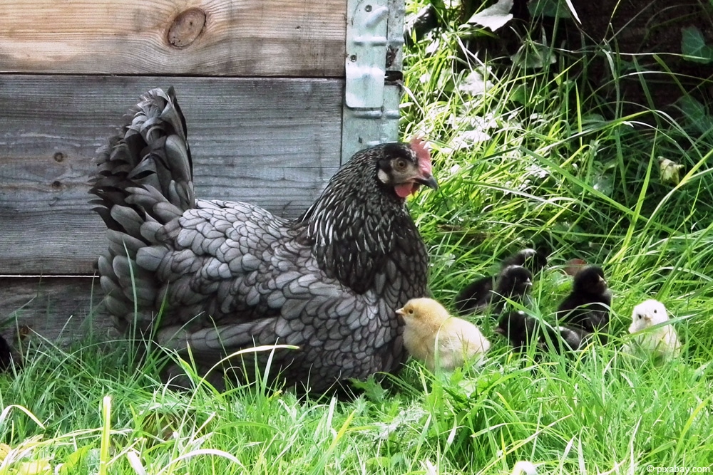 Auf welche Faktoren Sie beim Kauf der Hühner flügel stutzen Acht geben sollten!