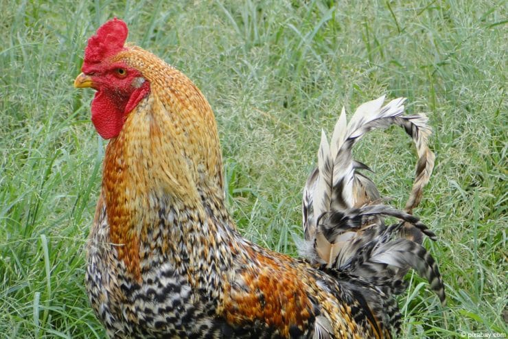 Legehühner halten: 20 Rassen mit solider Legeleistung - Selbstversorger.de