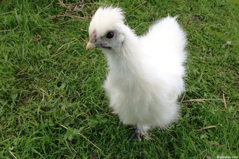 Seidenhuhn Ansprüche an die Haltung Infos zur Legeleistung
