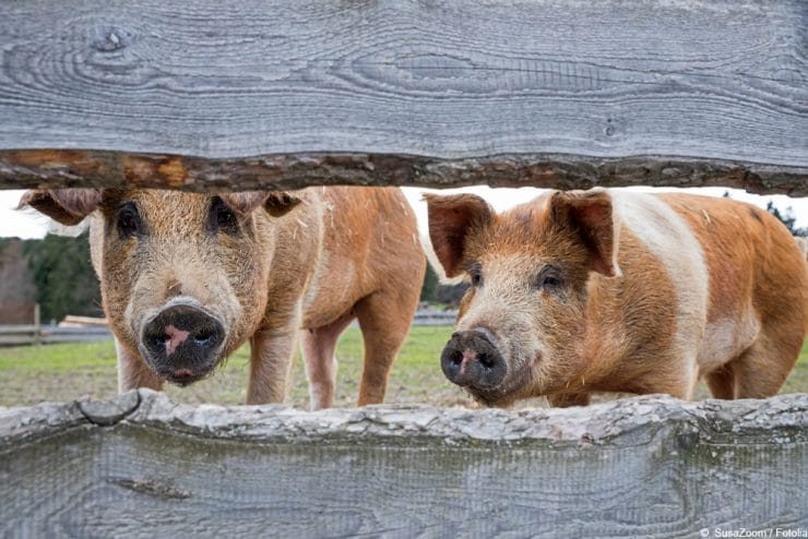 Schweinerassen Übersicht kleine, alte und robuste Rassen
