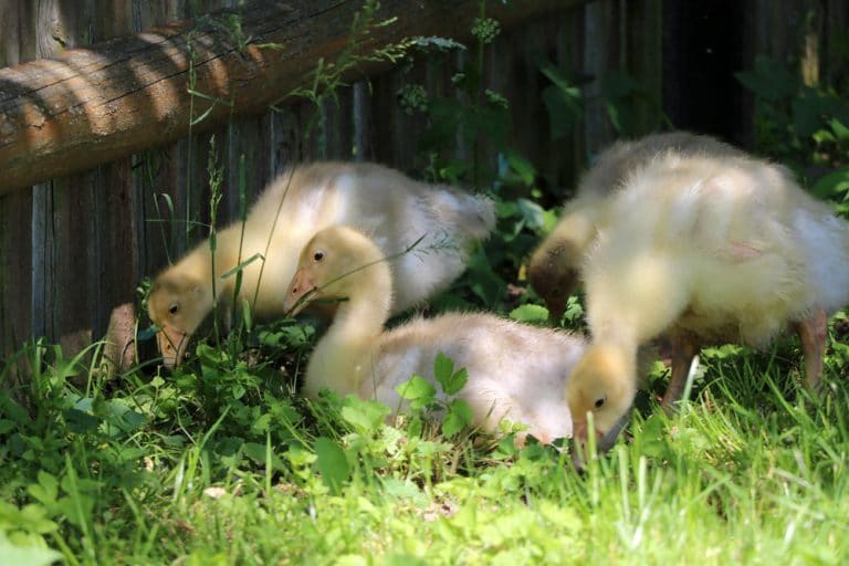 Gänsehaltung Hausgans/Pommerngänse im Garten Infos zur Haltung