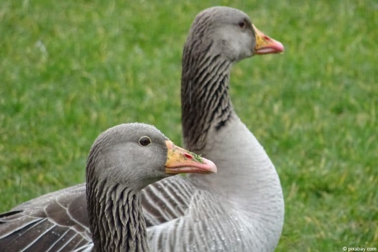 Gänsehaltung Hausgans/Pommerngänse im Garten Infos zur Haltung