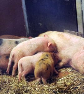 Ferkel beim säugen - Schweinehaltung