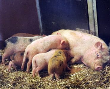 Ferkel beim säugen - Schweinehaltung