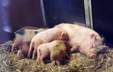 Ferkel beim säugen - Schweinehaltung