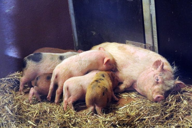 Ferkel beim säugen - Schweinehaltung