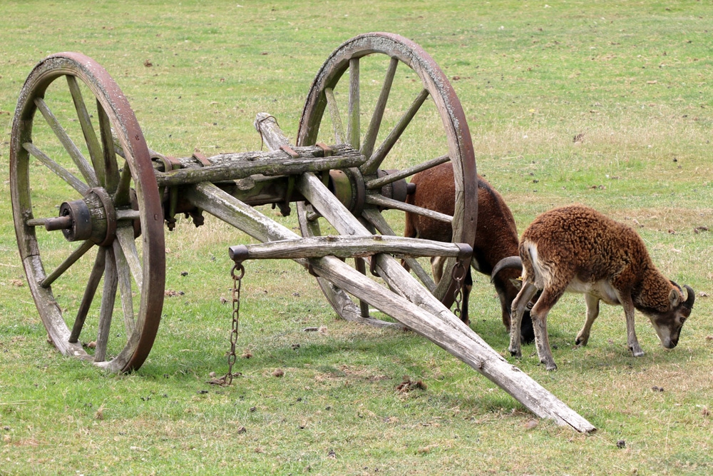Schaffutter Schafe Richtig Futtern Von A Z Was Fressen Schafe Selbstversorger De