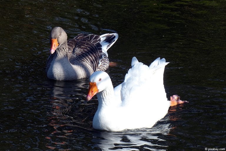 Gänsehaltung Hausgans/Pommerngänse im Garten Infos zur Haltung