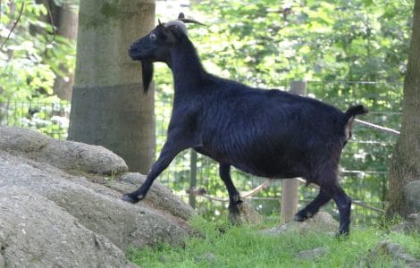 Ziege