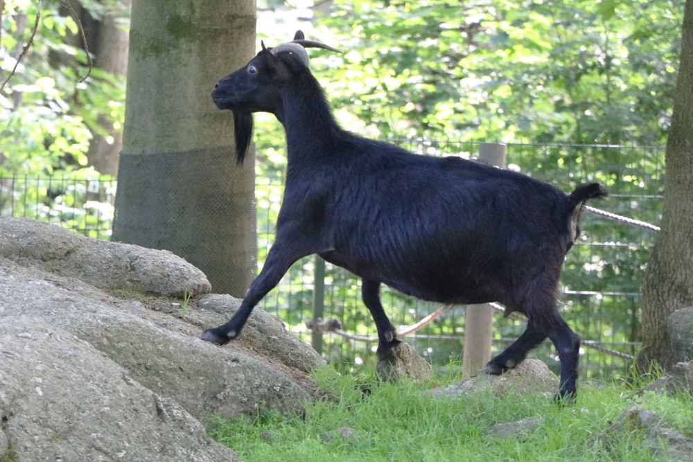 Ziegen Selber Halten Die Grundlagen Der Ziegenhaltung Fur Anfanger Selbstversorger De