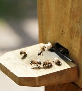 Bienenhaltung - Bienenstock