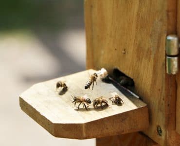 Bienenhaltung - Bienenstock