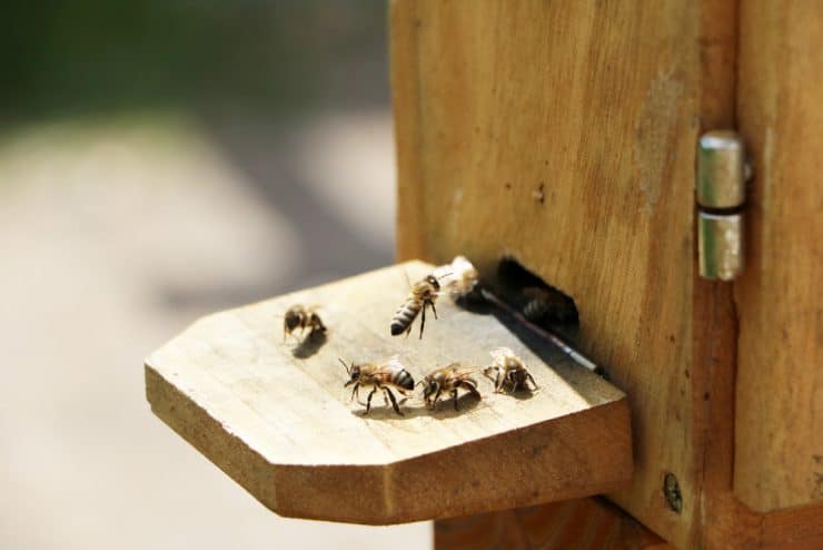 Bienenhaltung - Bienenstock