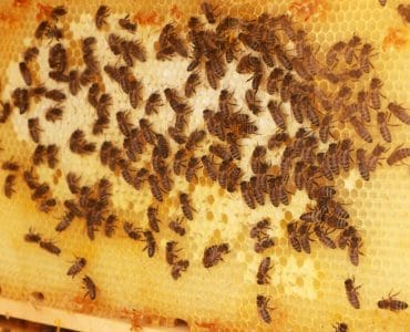 Bienennest - Bienenwaben