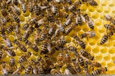 Bienenarten -Honigbiene - Apis mellifera