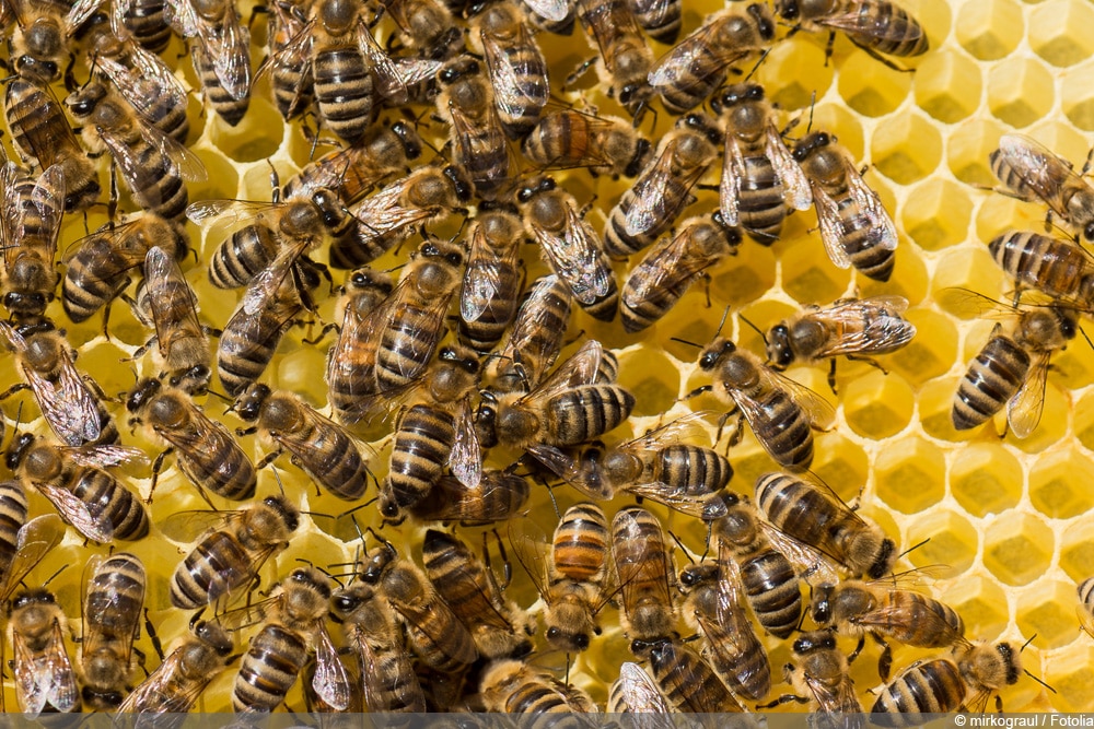 Honigbienenarten Honigbienenarten