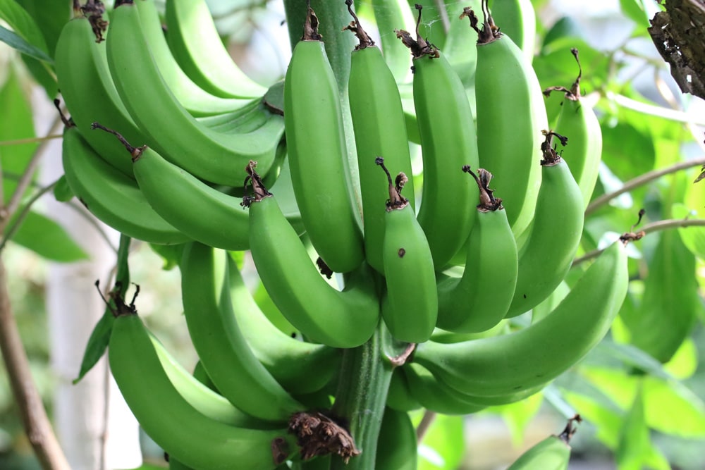 Bananenbaum richtig überwintern Ist die Banane winterhart