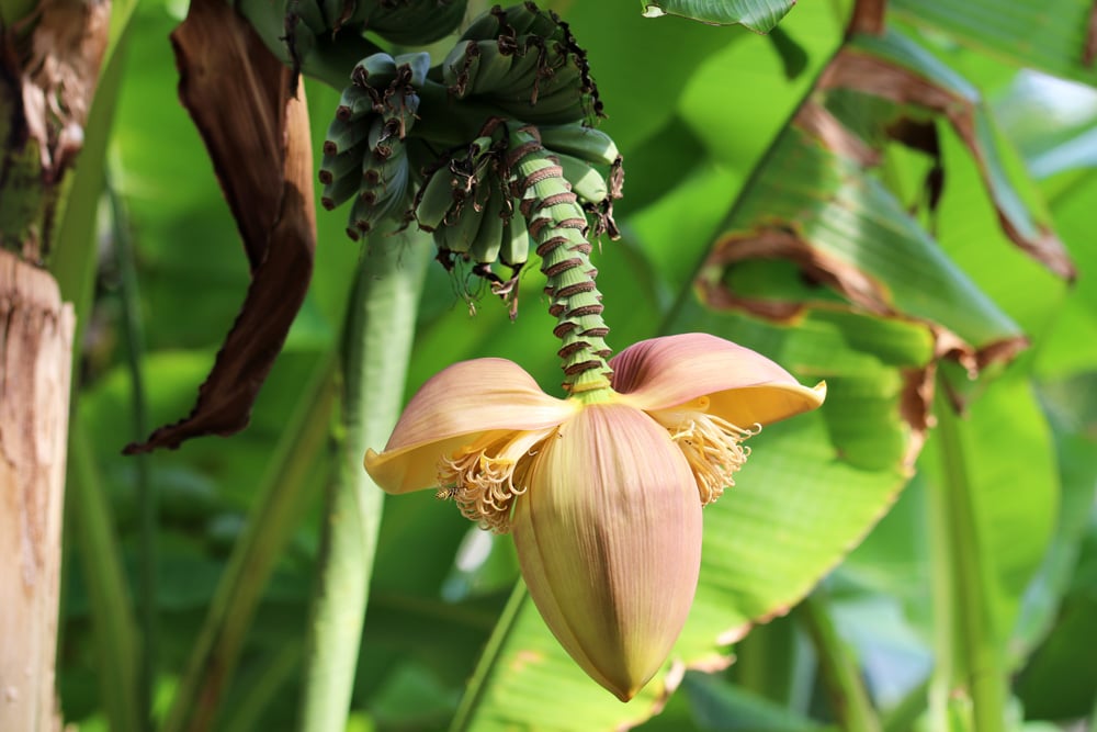 Bananenpflanze - Musa basjoo