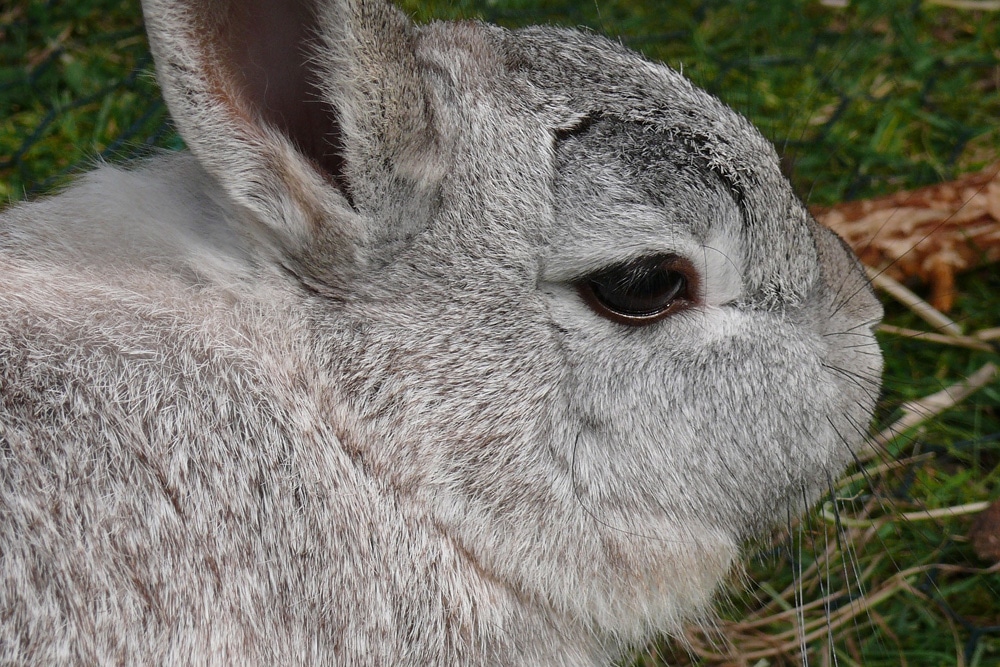 Kaninchenrasse - Helle Großsilber